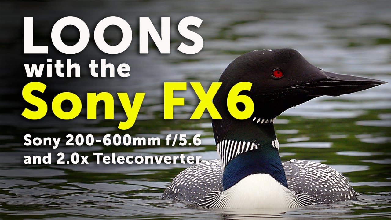 Sony FX6: Loons shot with the Sony 200-600mm lens (4K)