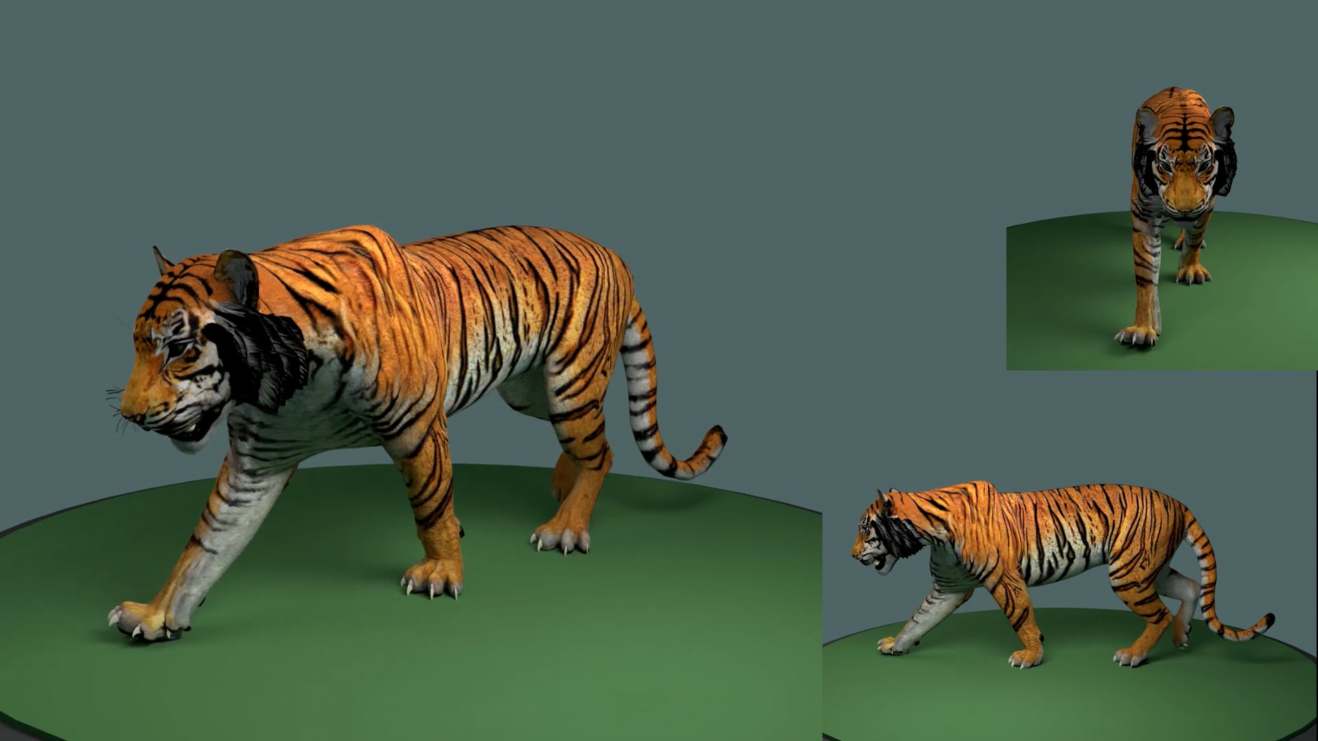 Tiger Final Animations.mp4