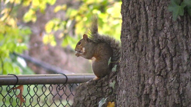Peep Squirrel