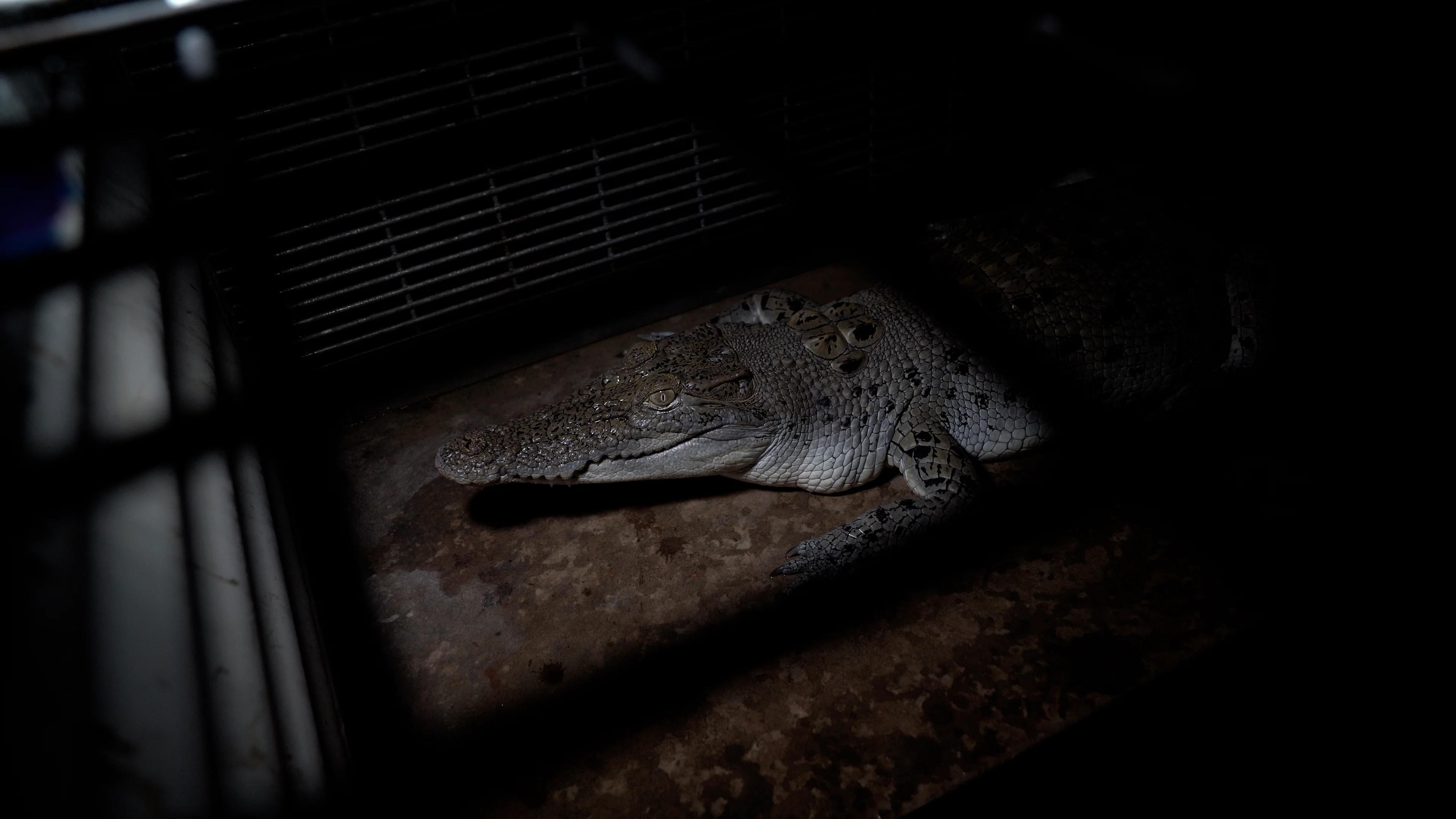 The suffering of crocodiles at leather farms for Hermes bags into exposed  in video