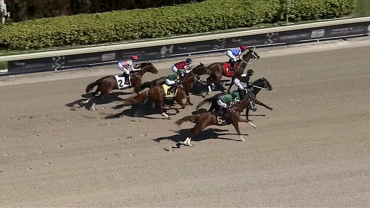 Known Agenda | Allowance at Gulfstream Park 2/26/21