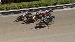 Known Agenda | Allowance at Gulfstream Park 2/26/21