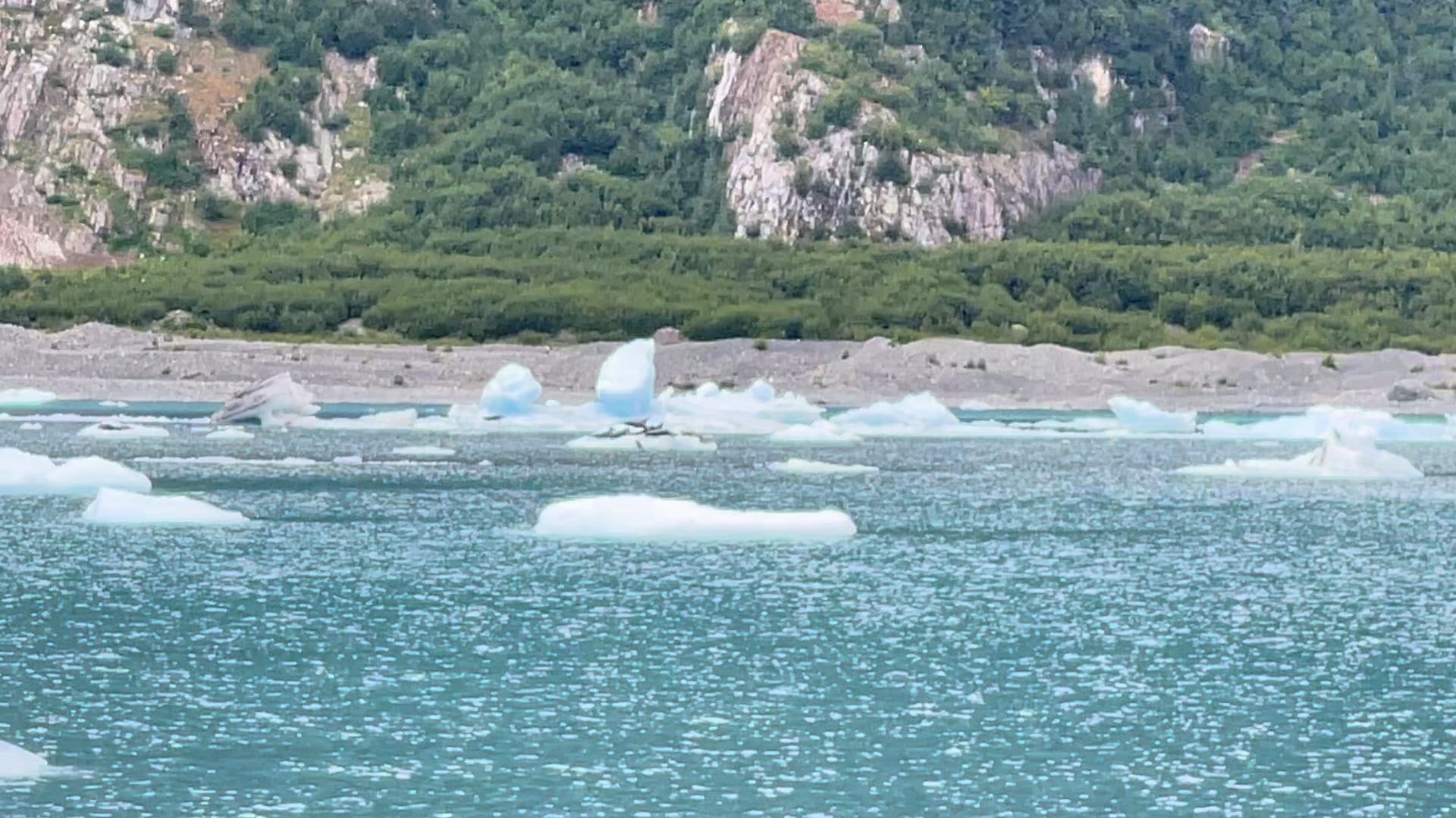 Seals on the Ice, Bainbridge Terminus Lake