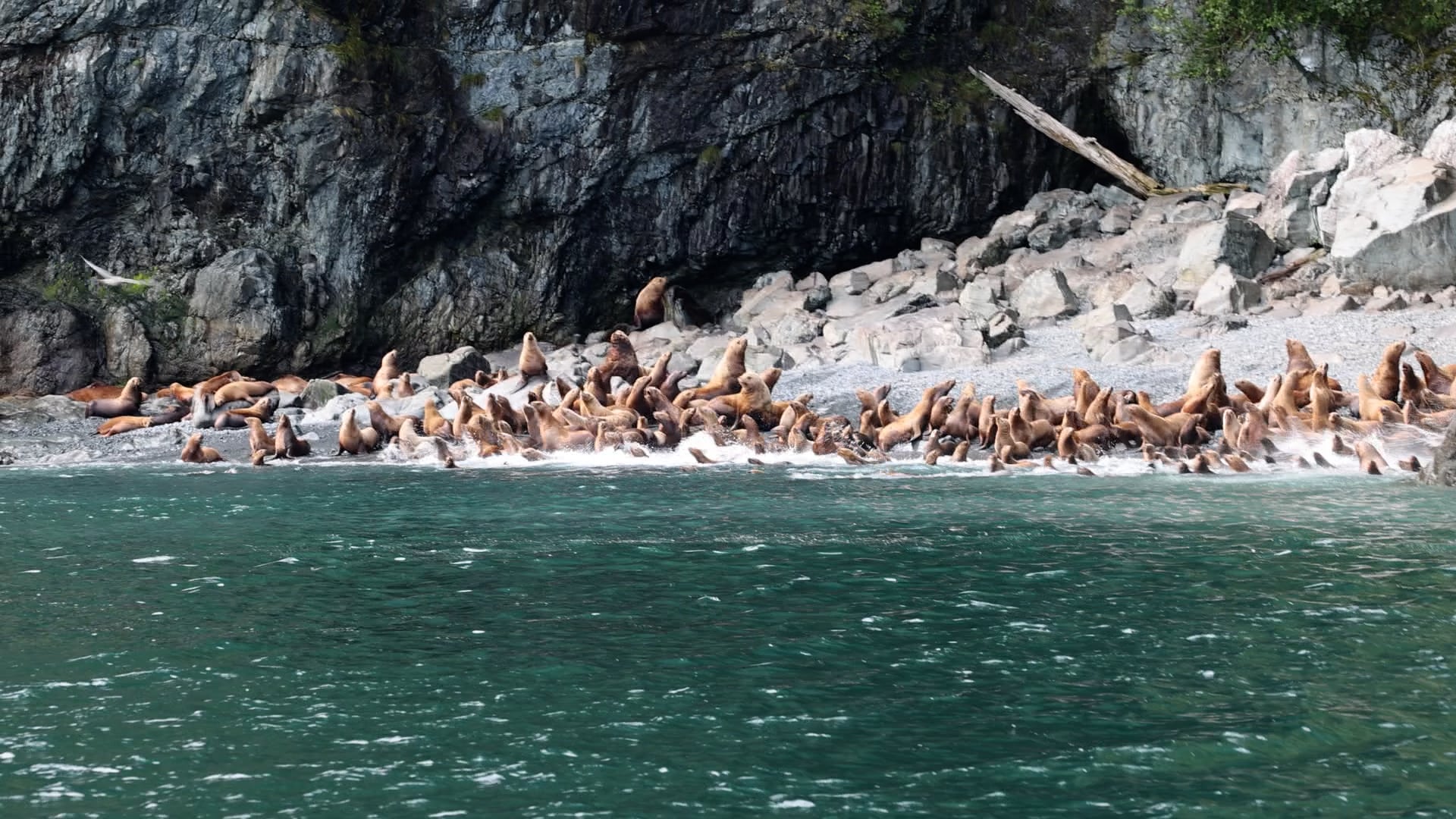 Sea lions escaping into the water after rock fall