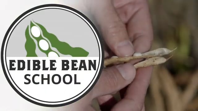 Edible Bean School Episode 5: Timing Desiccation for Maximum Yield & Quality