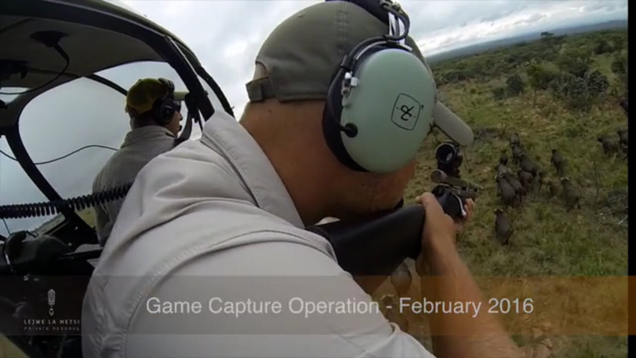 Lejwe La Metsi Private Reserve - Game Capture Operation on African Buffalo.