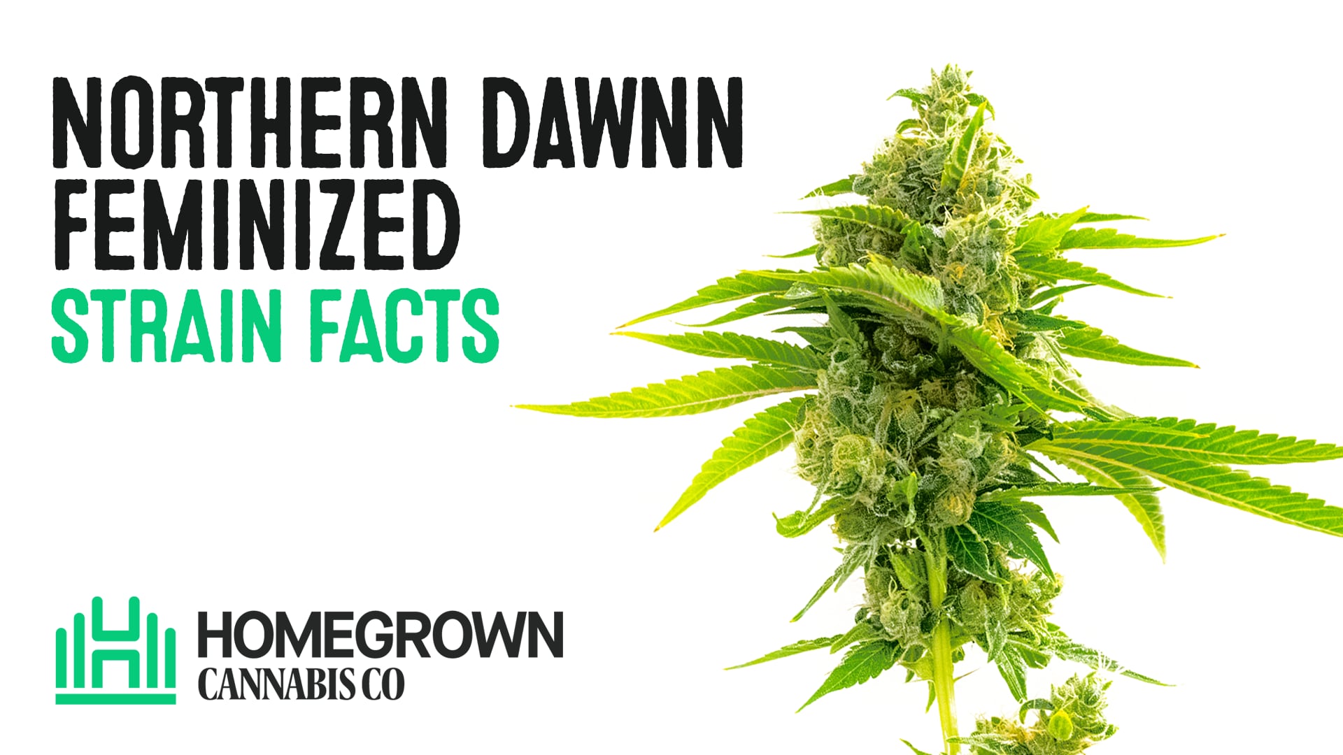 Northern Dawn Feminized Cannabis Seeds