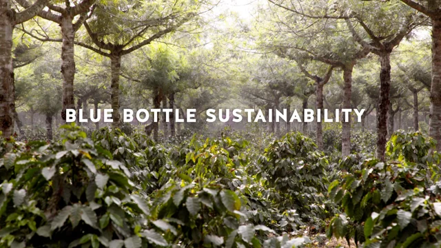 Blue Bottle Coffee commits to carbon neutrality by 2024 