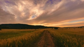 field, sunset, wheat