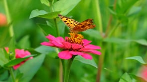 butterfly, flower, chrysanthemum