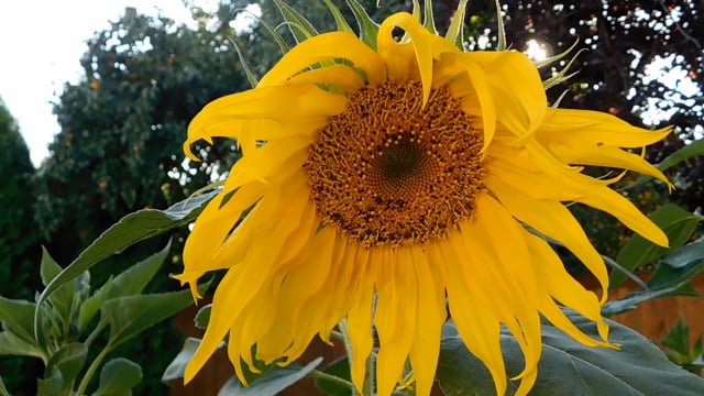 Sunflower Pollen Bloom Free Stock Video - Pixabay