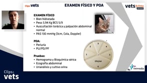 Caso clínico -  Diabetes Mellitus Felina