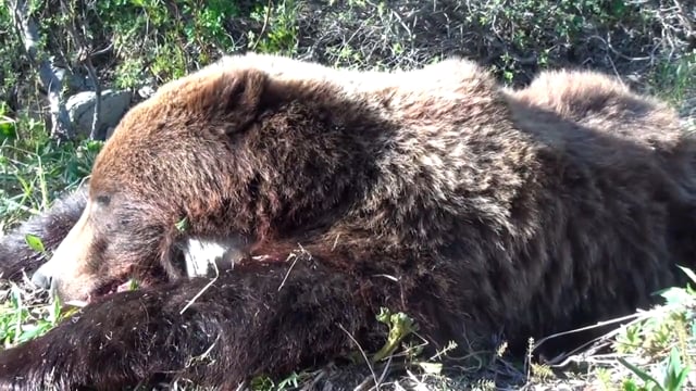 Alaska Black Bear & Brown Bear Hunt with Lonnie, Part 2