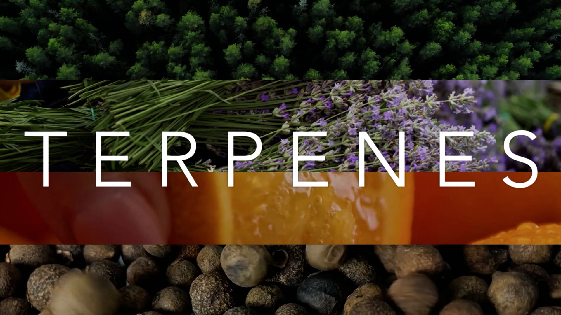 Terpenes Explained on Vimeo