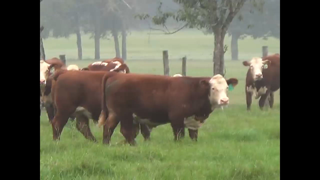 MEAD CATTLE ENTERPRISES on Vimeo