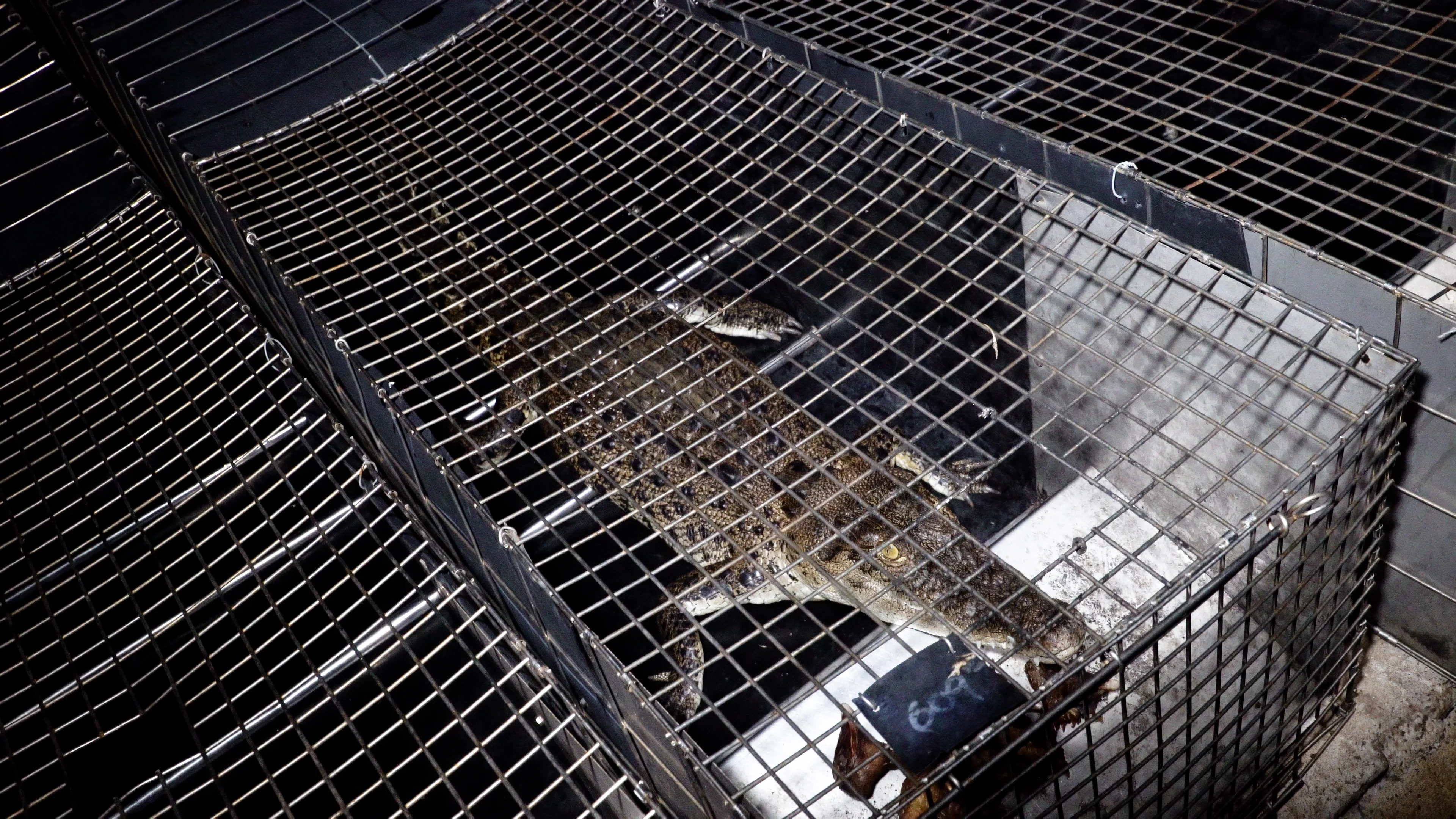 The suffering of crocodiles at leather farms for Hermes bags into exposed  in video