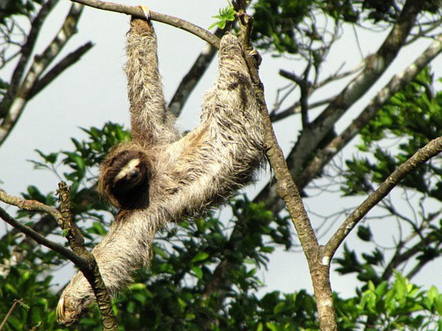 Three Toed Sloth