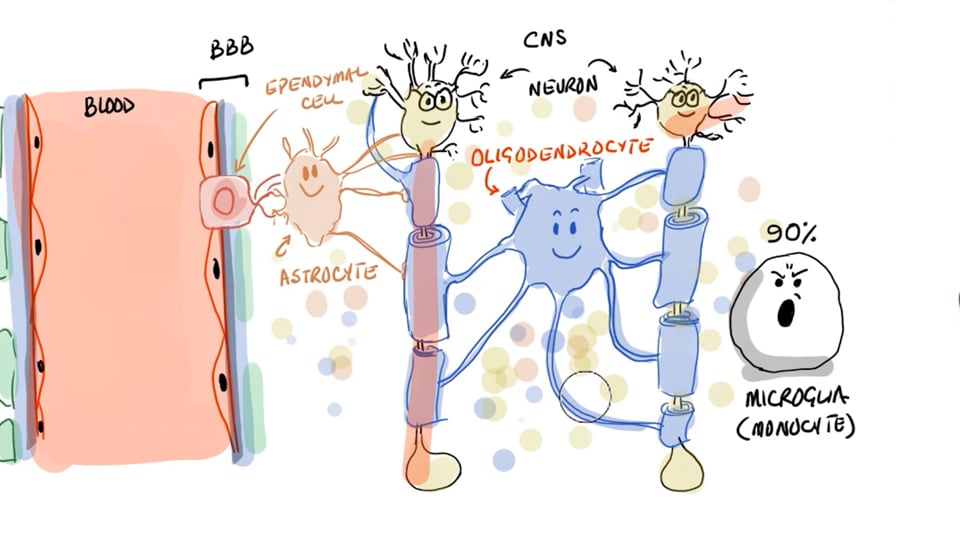 Multiple Sclerosis-Pathophysiology