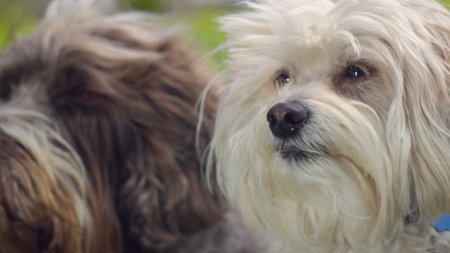Tindog - "True Love"