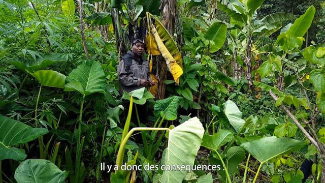 Le mal des plantations pygmées - Vidéo ePOP