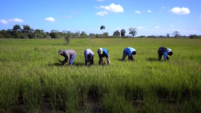 The Canary River No Longer Sings - ePOP Video