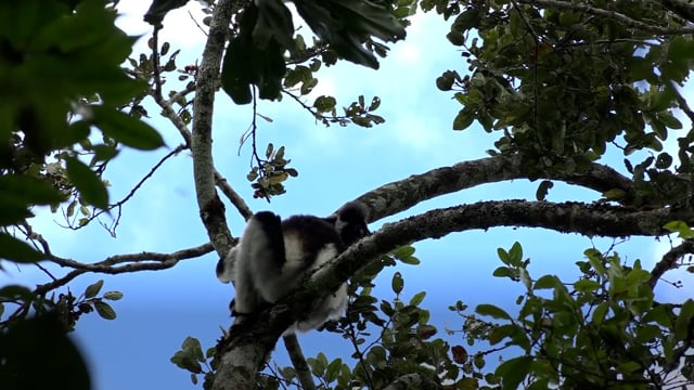 Lemurs: From Deforestation to Extinction - ePOP Video