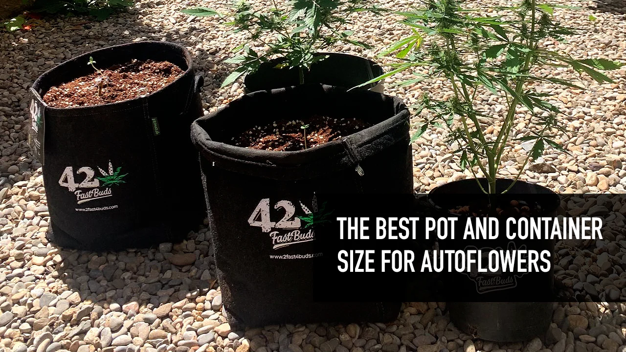 Types of containers for growing autoflowering cannabis