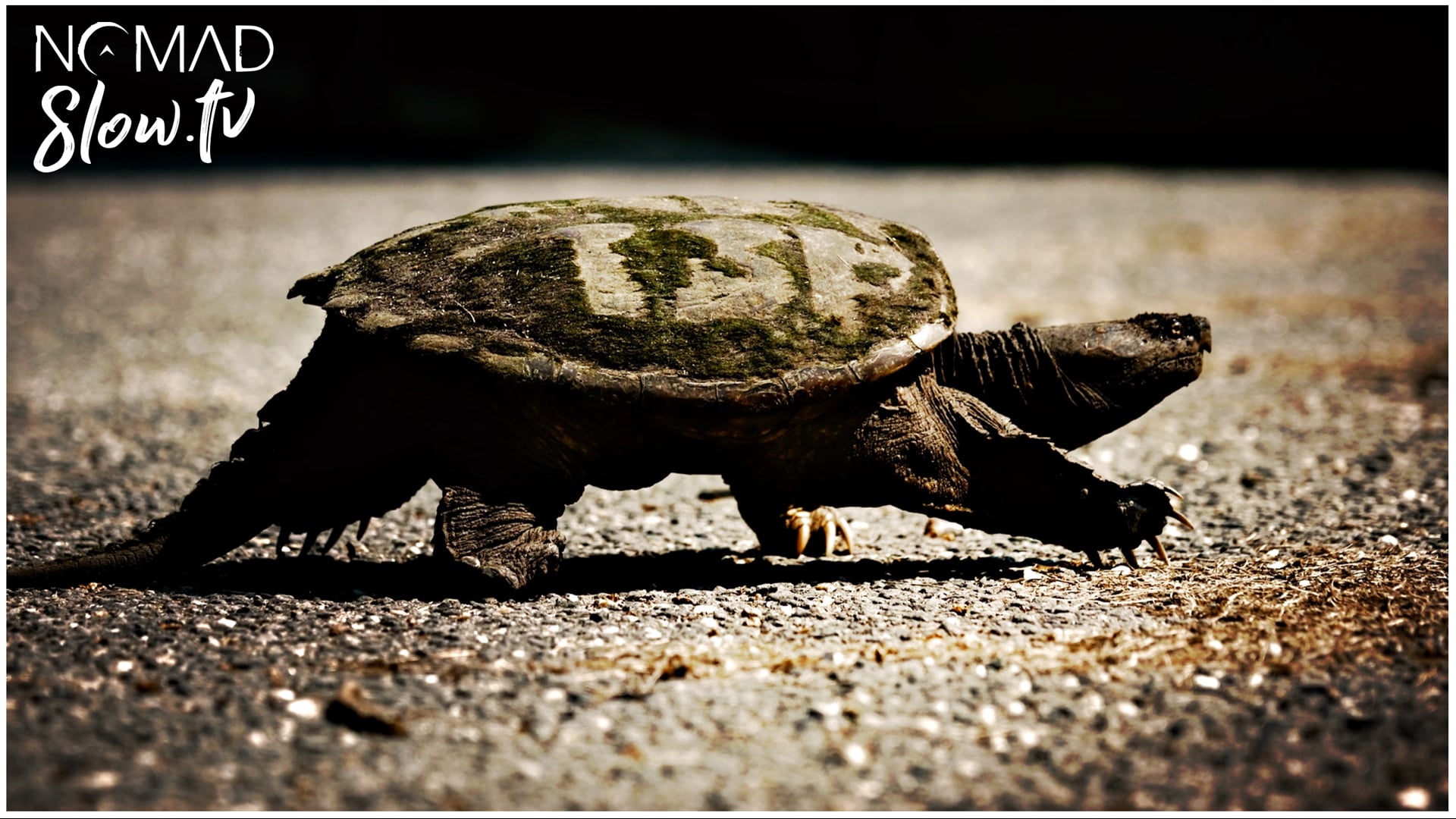 Turtle - Cylinder Seven - Chris Zabriskie