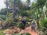 Caring for our special palm trees.