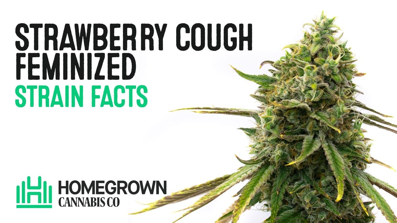 Strawberry Cough 10ml 植物由来精油 TELPENE.COM Strawberry Cough