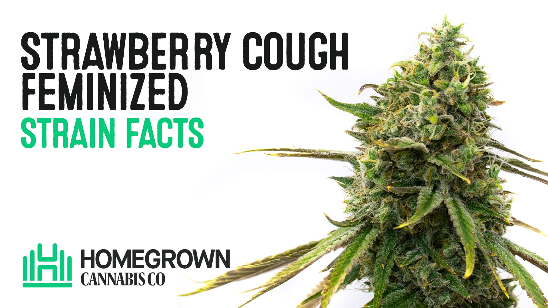 Strawberry Cough 10ml 植物由来精油 TELPENE.COM Strawberry Cough | Terpenes UK | 2ml - HempElf.com