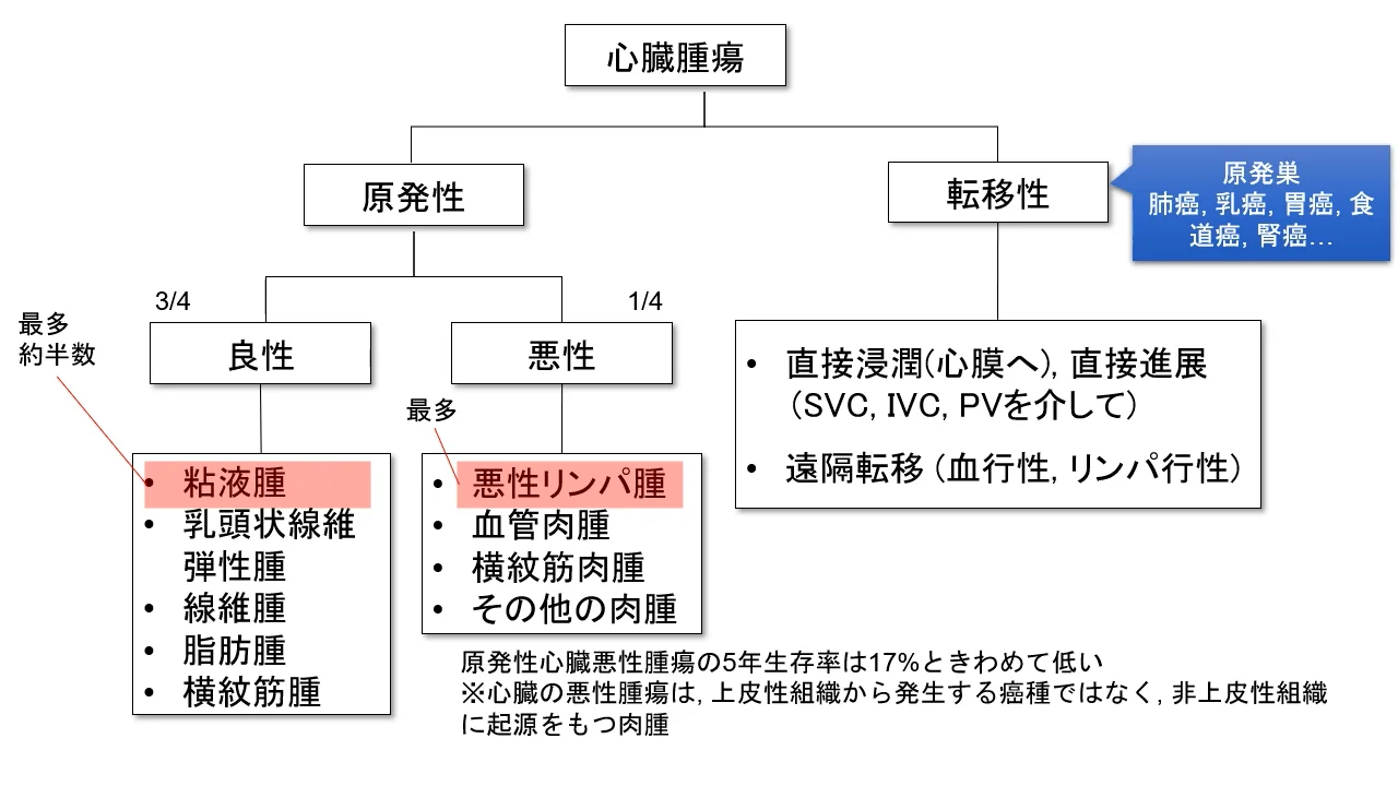 心臓腫瘍学 心臓腫瘍 - 一般社団法人日本腫瘍循環器学会 The Japanese Onco