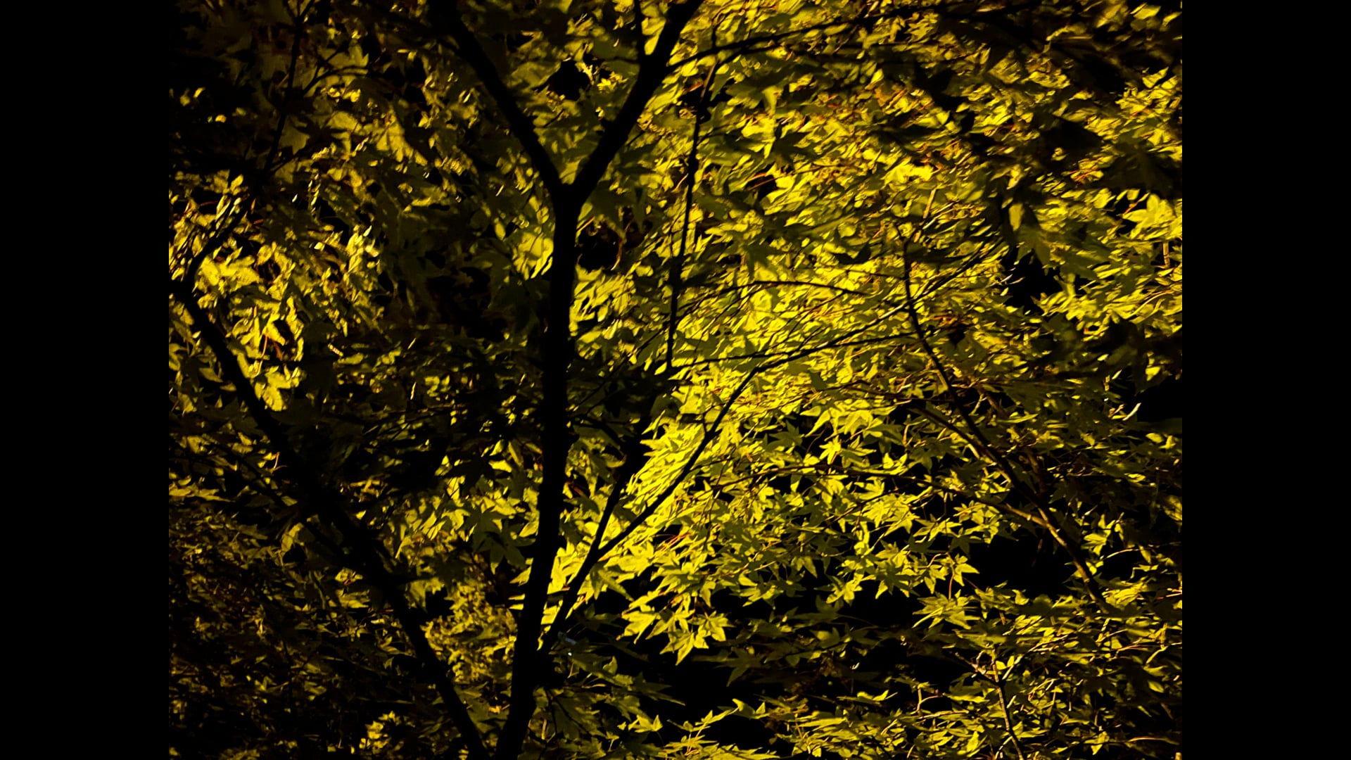 2021 August 02: Not Being Encumbered by Thought