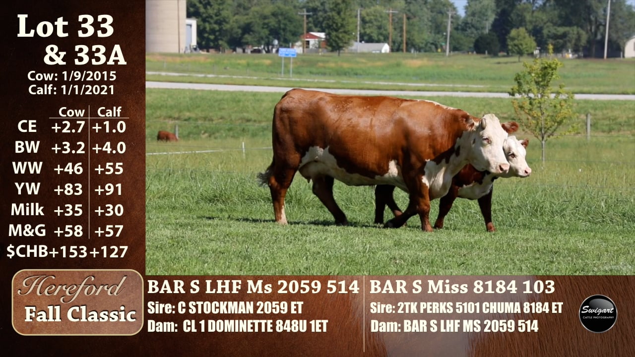 Hereford Fall Classic Lot 33 & 33A.mp4 on Vimeo