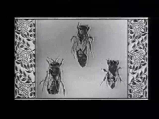 Wax or the Discovery of Television Among the Bees [10:00/85:00]