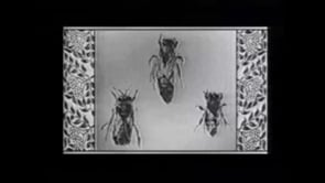 Wax or the Discovery of Television Among the Bees [10:00/85:00]