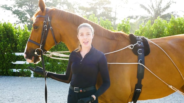 How to lunge a horse in a Pessoa rig