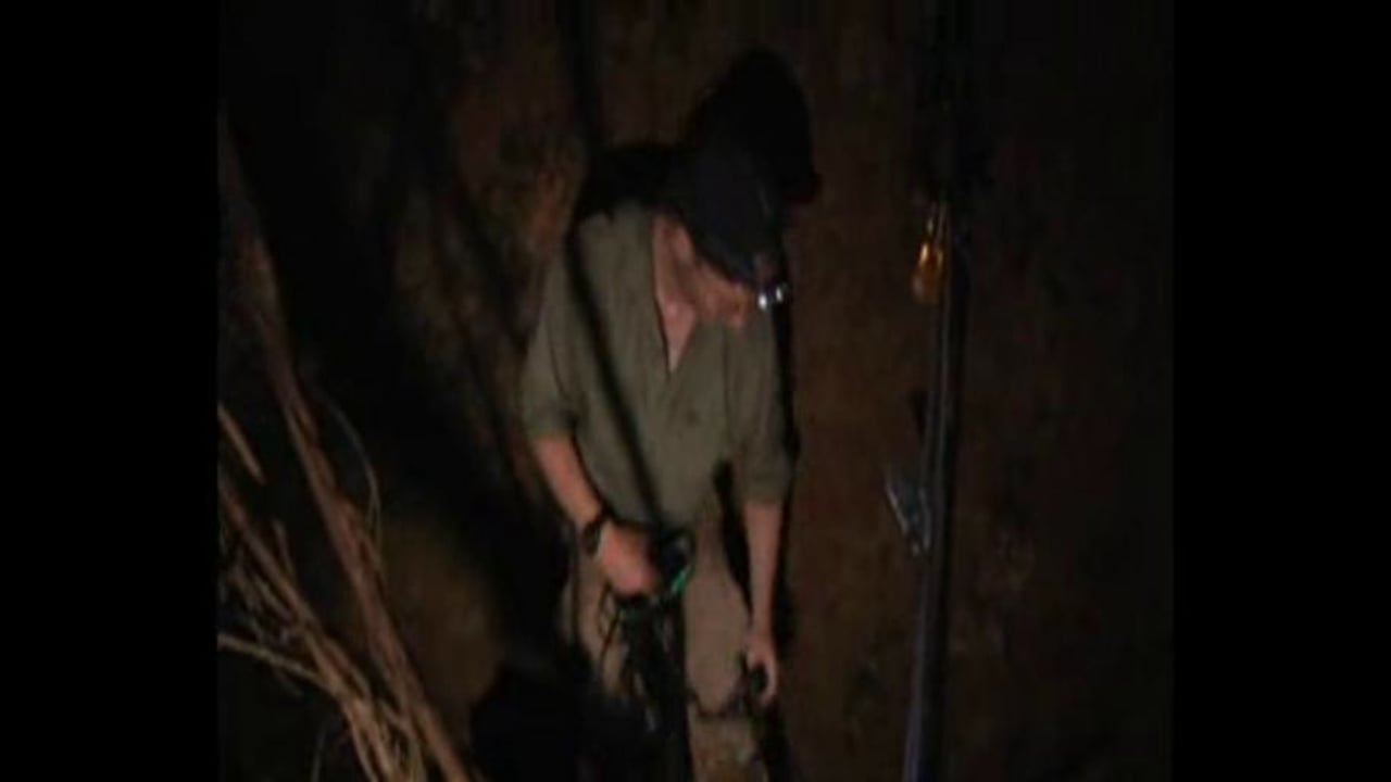 Light Trapping in the Canopy