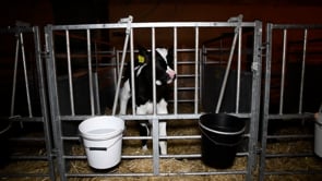 Force-feeding of calves filmed on Waitrose organic dairy farm