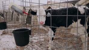 Undercover Investigation into US Calf Ranch Supplier of Bel Brands