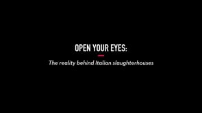 Animal Equality Investigation Inside Italian Cow Slaughterhouses