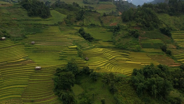 Cánh Đồng Lúa Ruộng Bậc Thang Núi - Free video on Pixabay - Pixabay