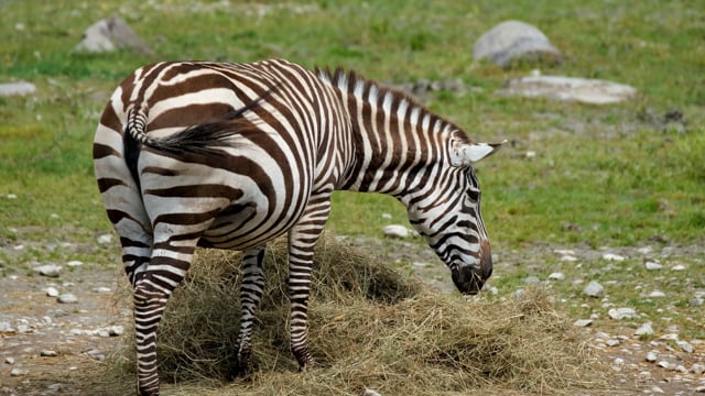 20+ Free Zebras & Zebra Videos, HD & 4K Clips - Pixabay