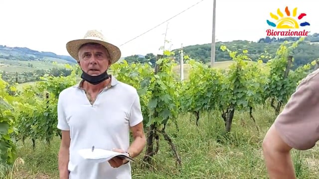 Biocontrollo su vite. I benefici dell'induzione di resistenza per il controllo di peronospora