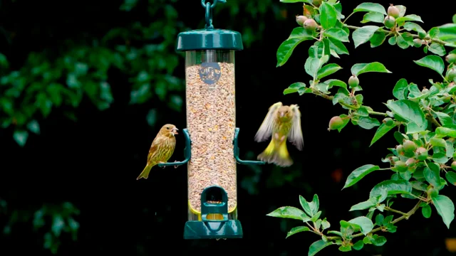 Bird food near outlet me