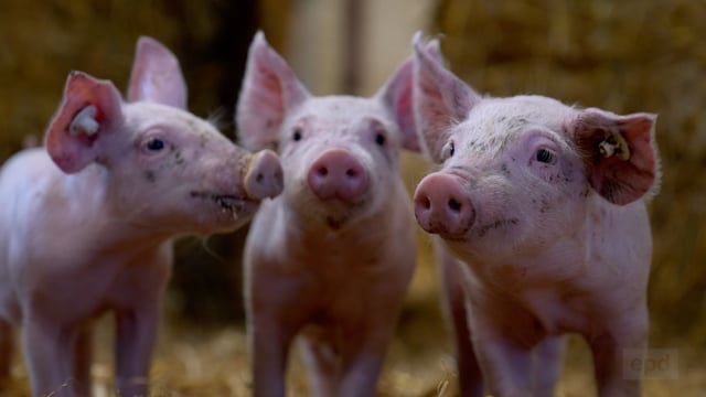 Pig Brother: Livestream an der Fleischtheke