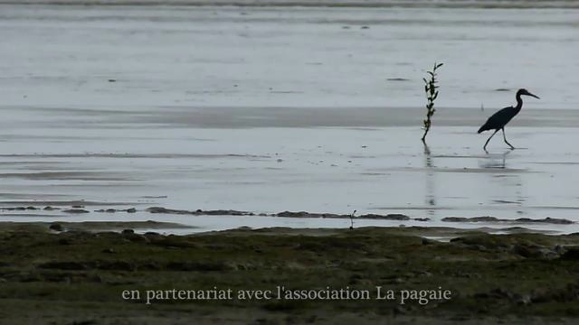 Au fil de l'o : Pointe charlotte / plage de kourou