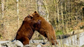 bear, brown bear, battle