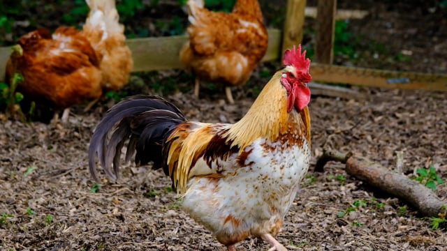 Poultry Videos: Download 91+ Free 4K & HD Stock Footage Clips - Pixabay