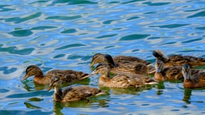 ducks, young animals, bird
